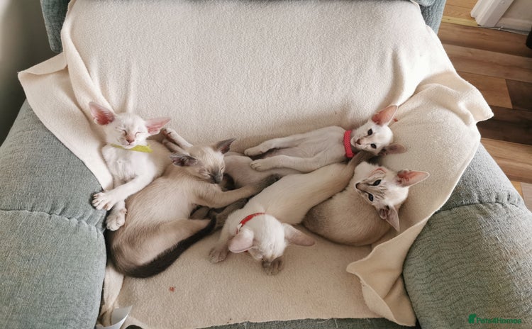 Siamese cats - Advert 2