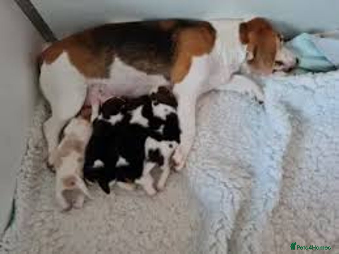 Beagle dogs for sale: Beagle Puppys - Image 4