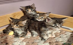 Maine Coon cats for sale: Beautiful torbie Maine Coon girls - Image 12