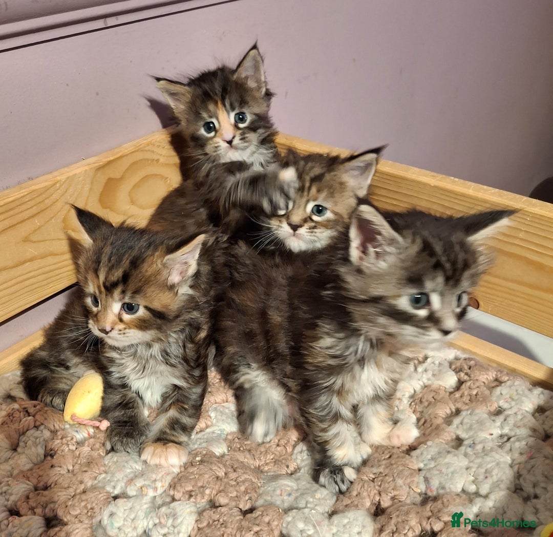 Maine Coon cats for sale: Beautiful torbie Maine Coon girls - Image 12