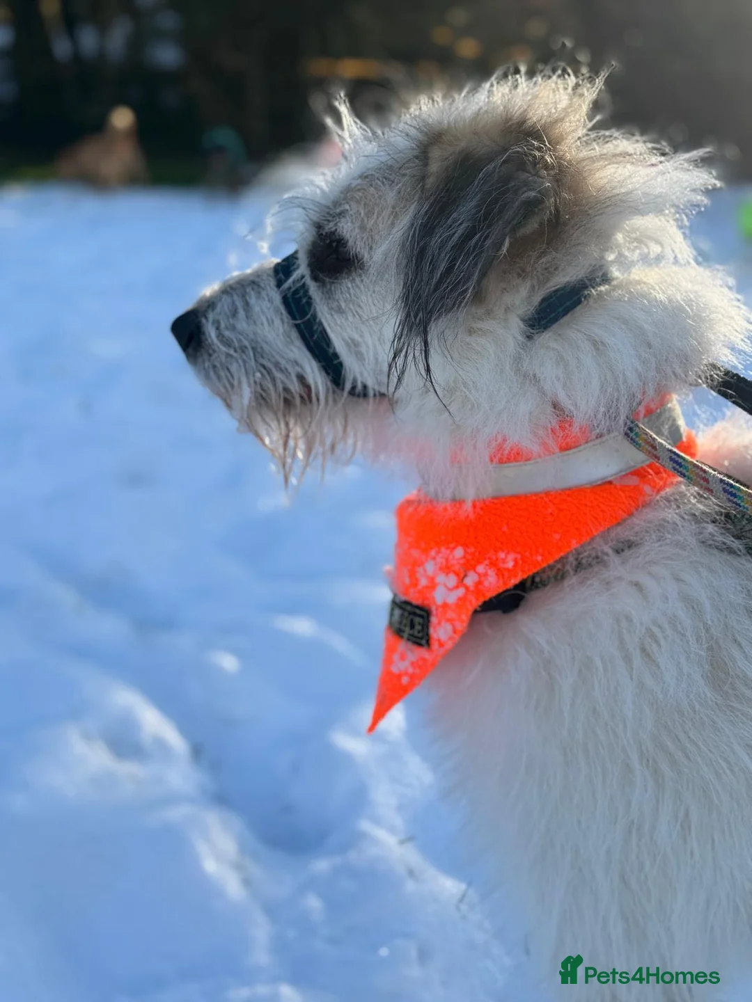 Mixed Breed dogs for adoption: KALLIE-17months, loves dogs/playful/active/rural - Advert 21