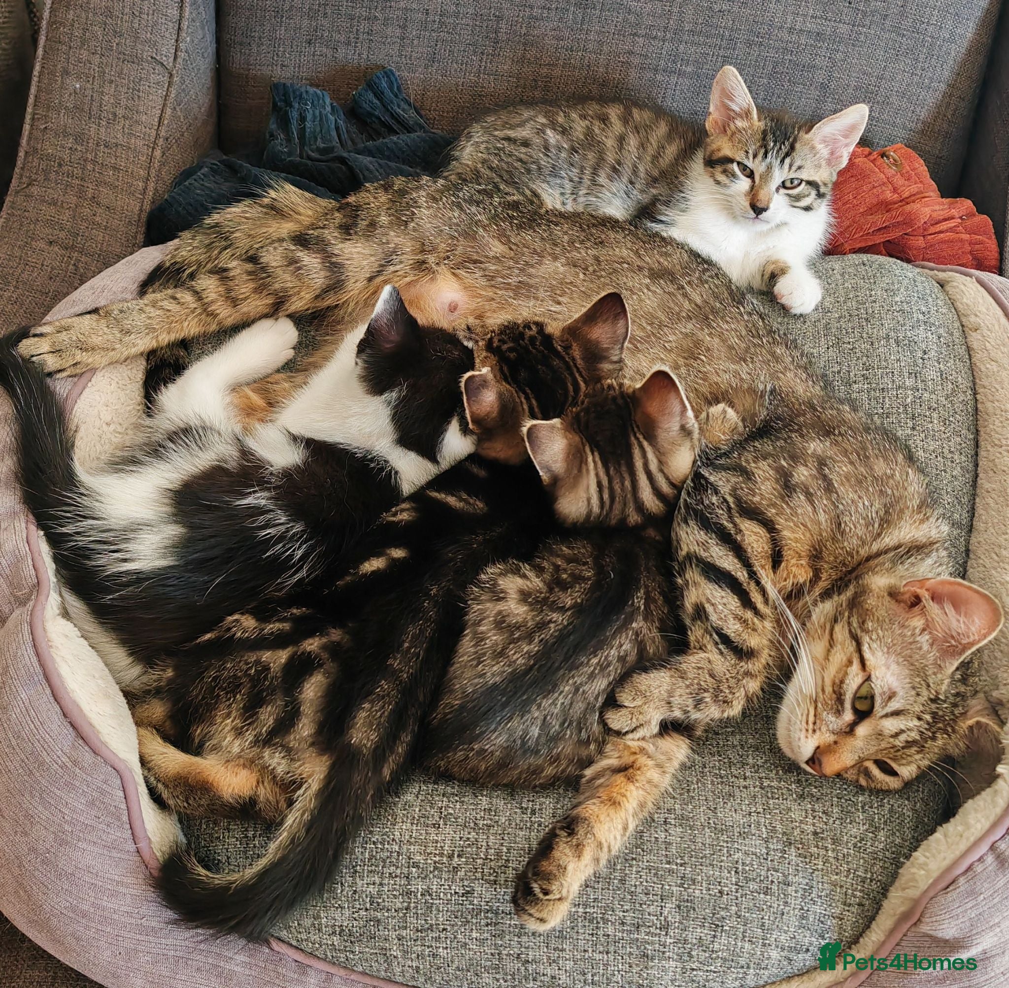 Domestic Shorthair cats Happy Kittens Looking for a new forever home - Advert 17