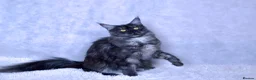 Maine Coon cats for sale: TICA Maine coon kittens - Advert 38