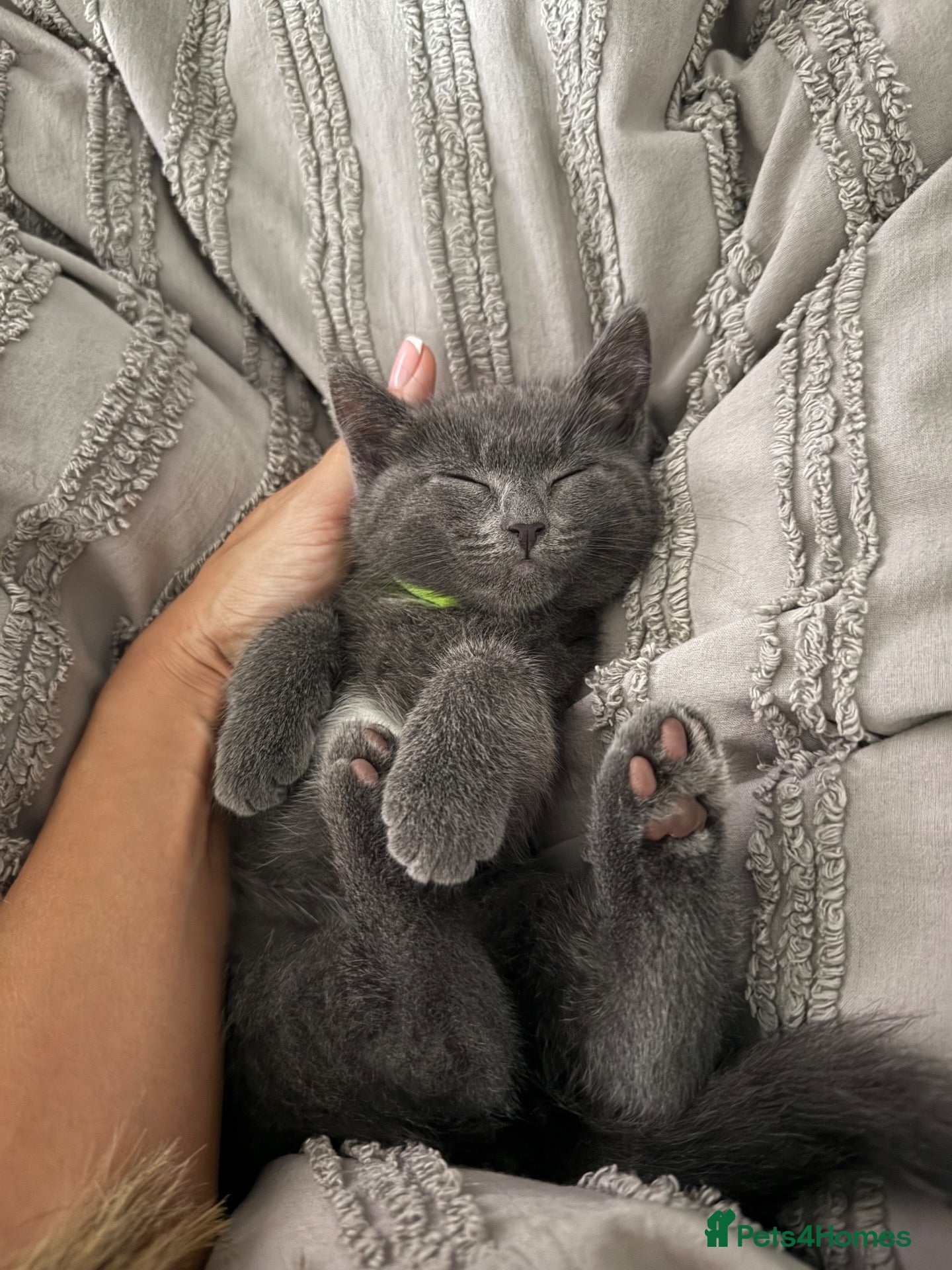 Ragdoll cats Ragdoll X Burmilla - Advert 10