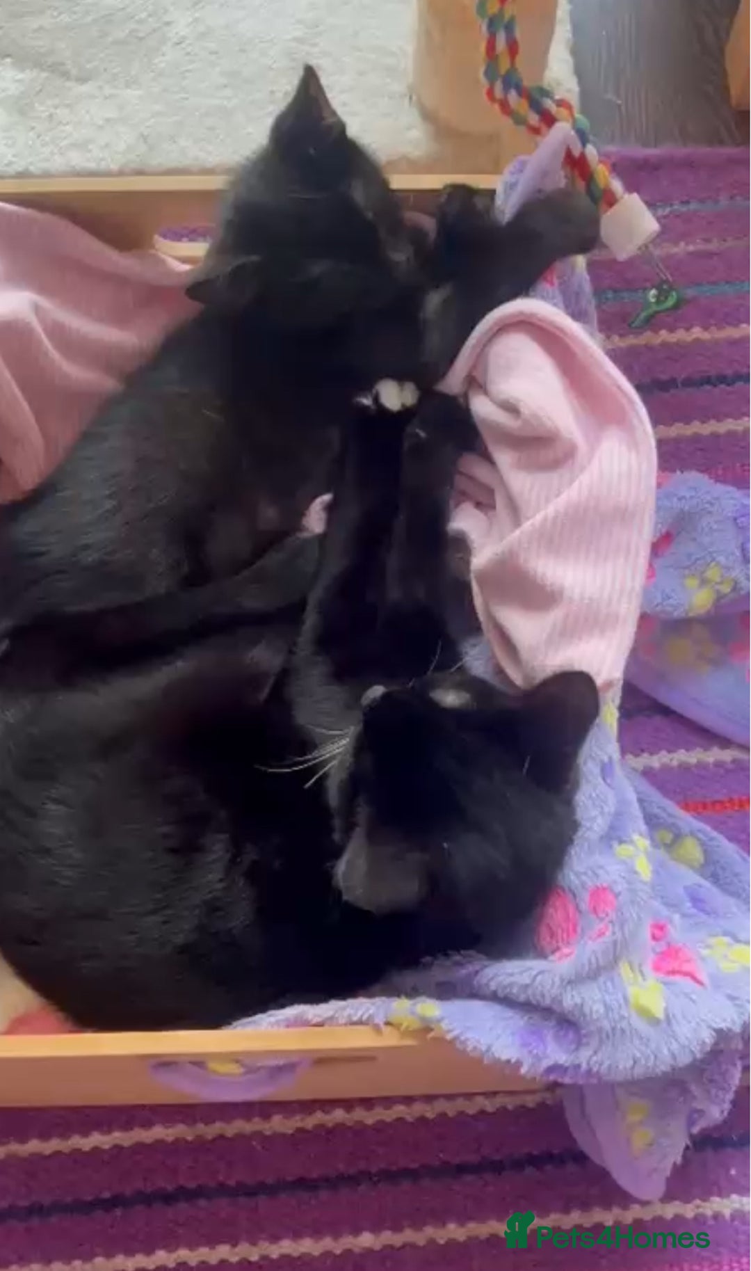 Mixed Breed cats for adoption: Bonded pair of kittens deserve a chance - Advert 2