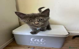 Ragdoll cats for sale: 6 beautiful well loved kittens. 2 girls remaining - Image 10