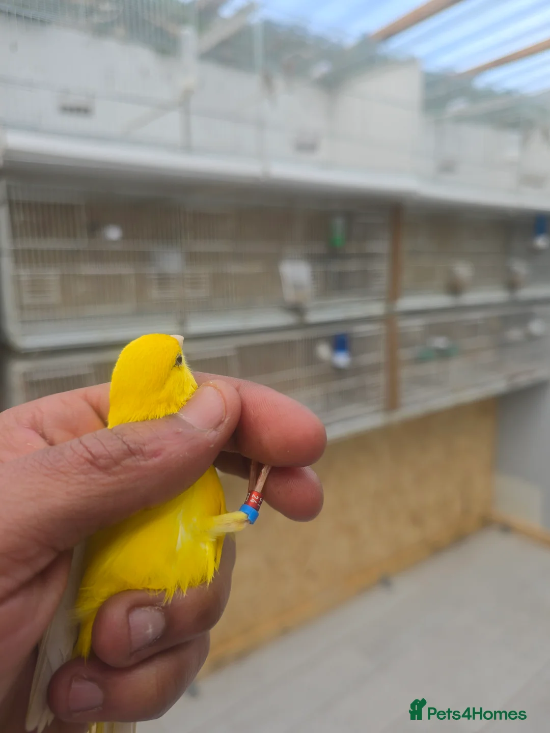 Canaries birds for sale: Sattinet and irish fancy in Wolverhampton - Advert 2