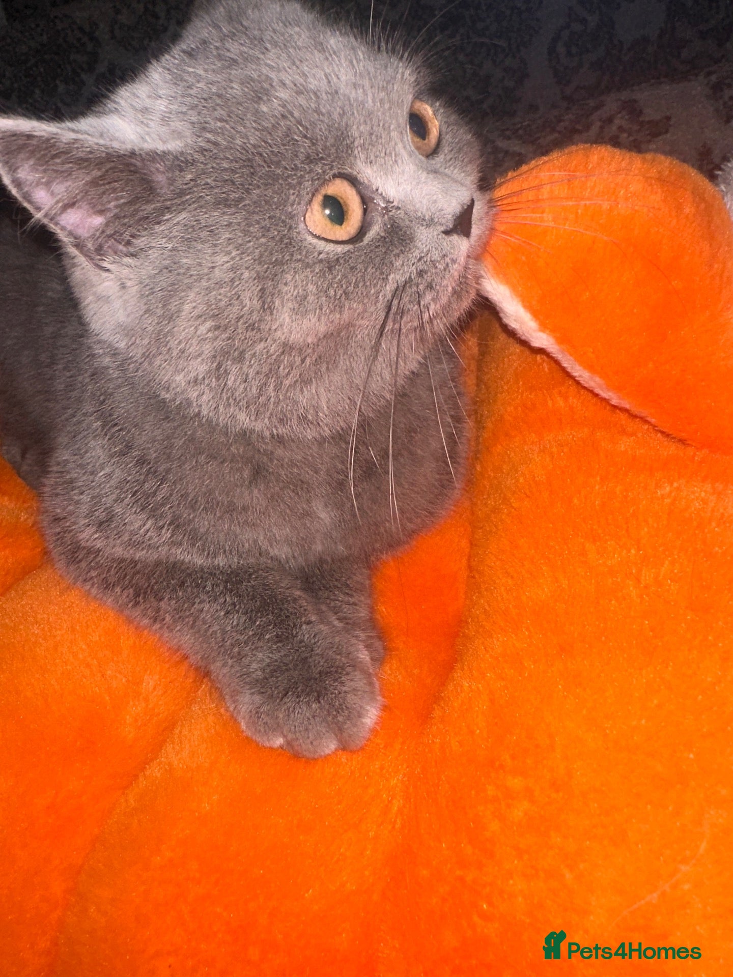 Brazilian Shorthair cats pure British shorthair from 5 generations  - Advert 4