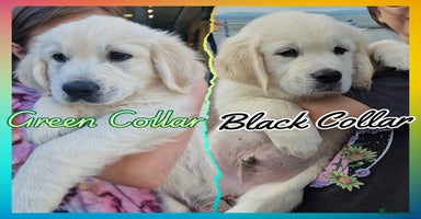 Golden Retriever dogs - Advert 1