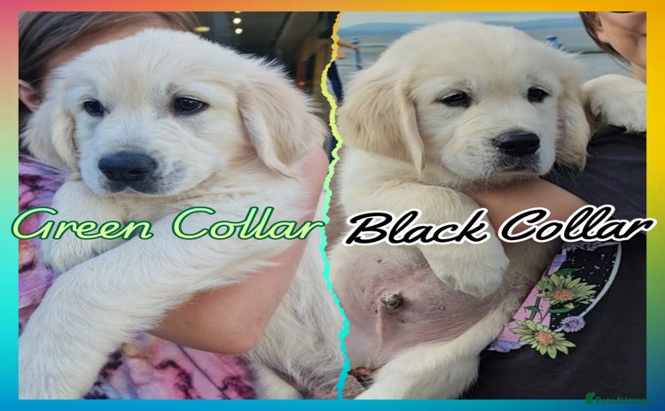 Golden Retriever dogs - Advert 5