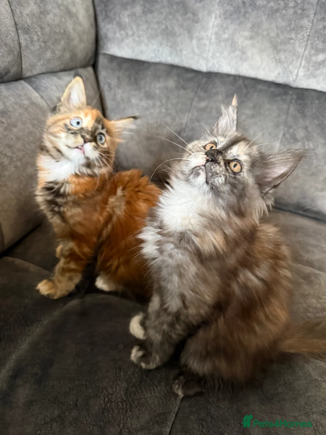 Maine Coon cats for sale: Maine Coons kittens purebred  - Advert 2