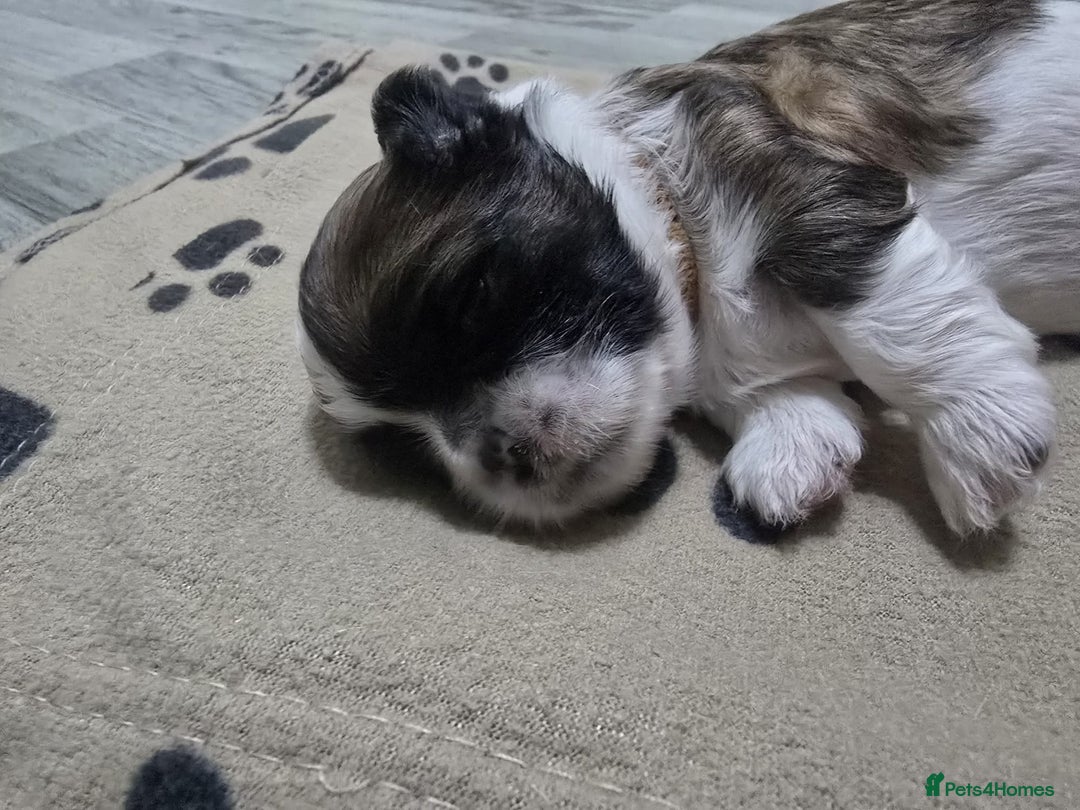 Shih Tzu dogs for sale: Shih tzu pups - Advert 13