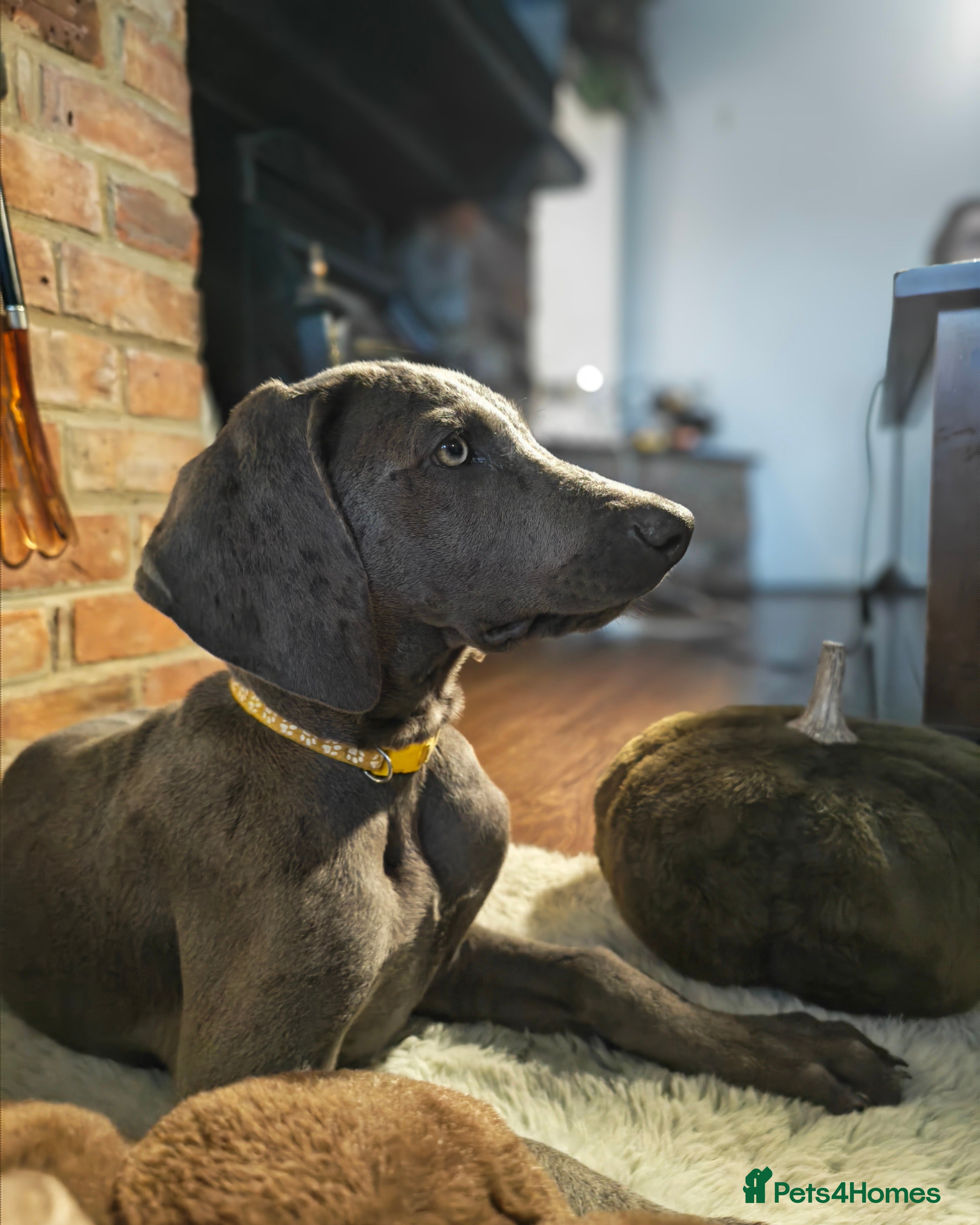 Weimaraner dogs ✨💗 KC REGISTERED WEIMARANER PUPPIES AVAILABLE 💗✨ - Advert 2