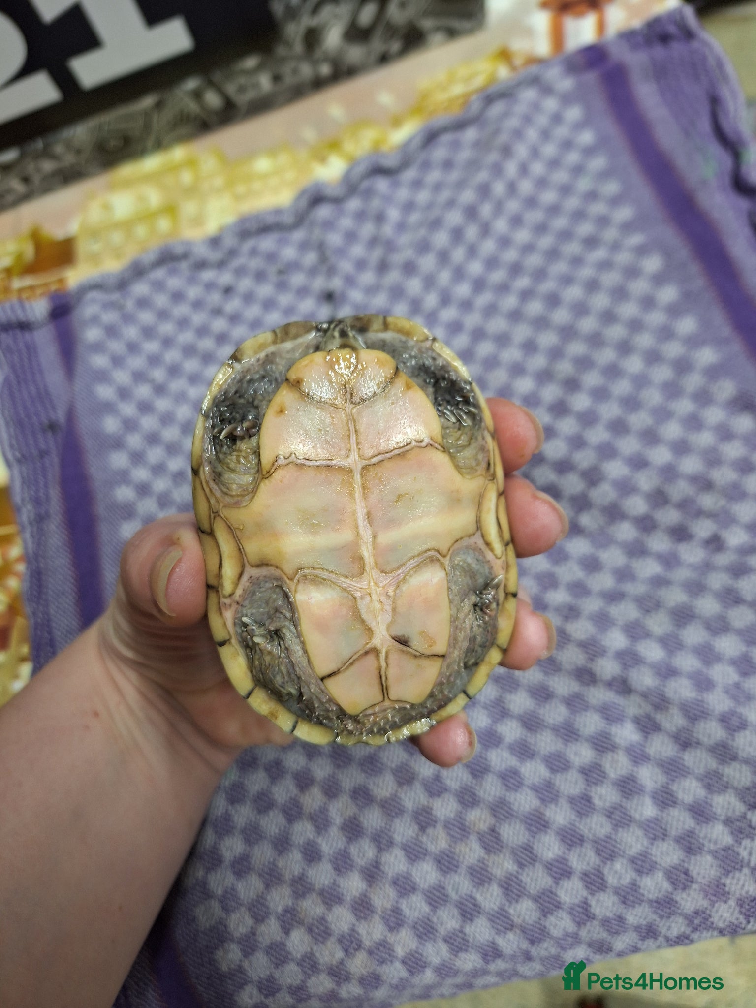 Turtle reptiles Musk turtle female - Advert 2