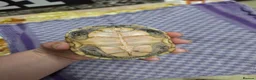 Turtle reptiles for sale: Musk turtle female - Advert 2