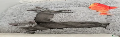 Russian Blue 4