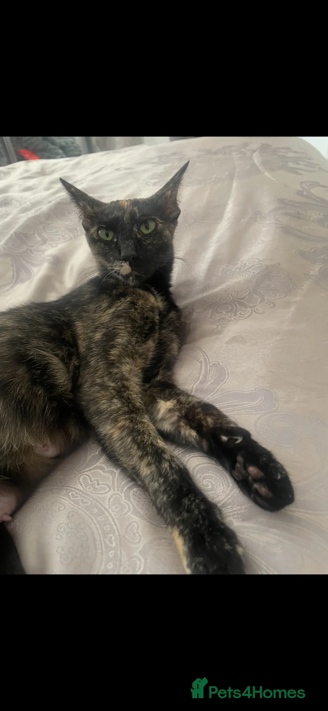 Mixed Breed cats for sale: Oriental x sphynx - Advert 2
