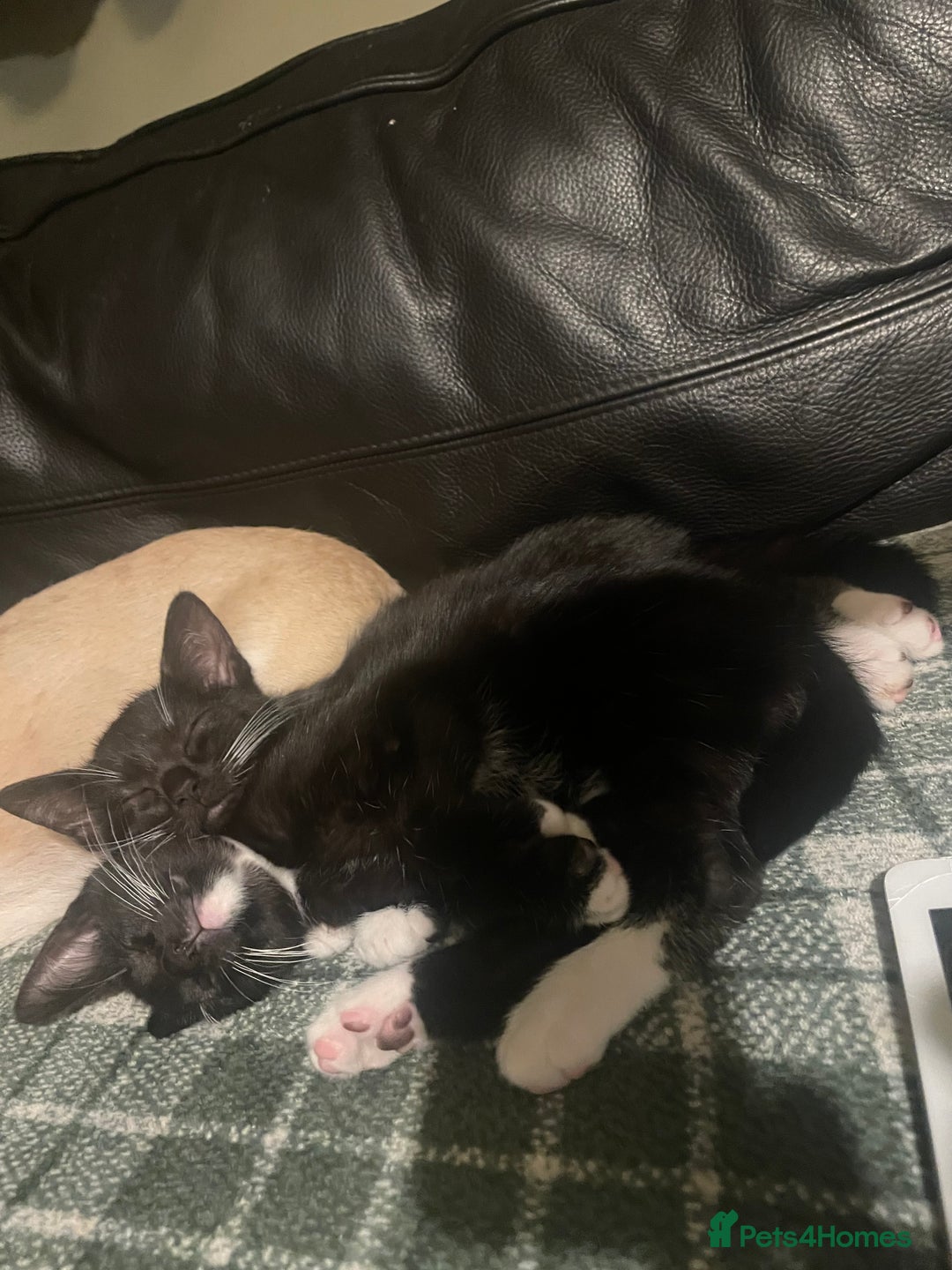 Bengal cats for sale: Pair of part bengal Tuxedo Kittens  - Image 3