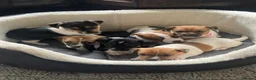 Jack Russell dogs for sale: Stunning short legged Jack Russell puppies - Advert 3