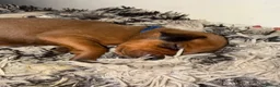 Mixed Breed dogs for sale: Irish setter cross Doberman puppies - Advert 19