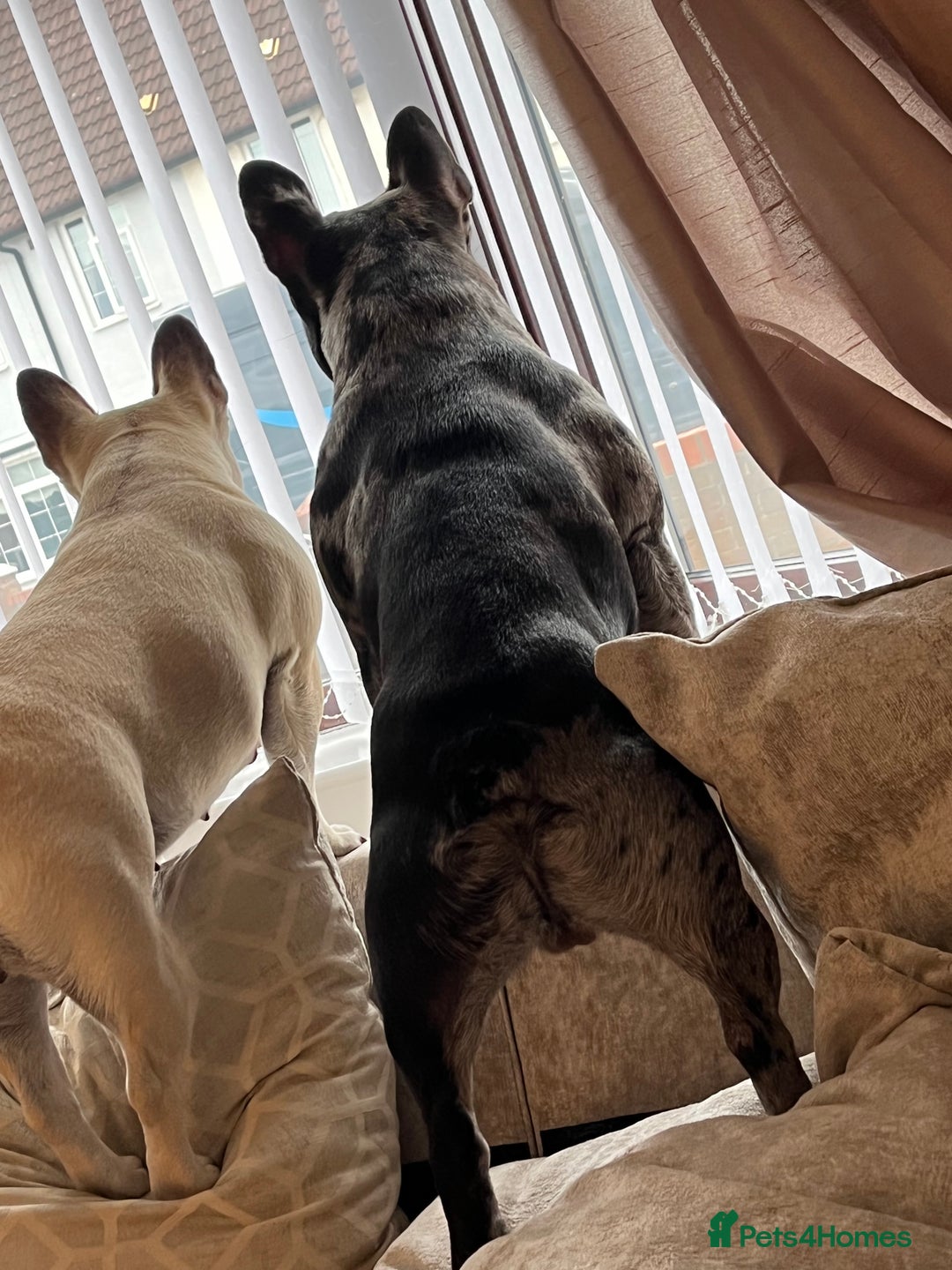 French Bulldog dogs for stud: Proven Stud DON CARLO in Liverpool - Advert 4