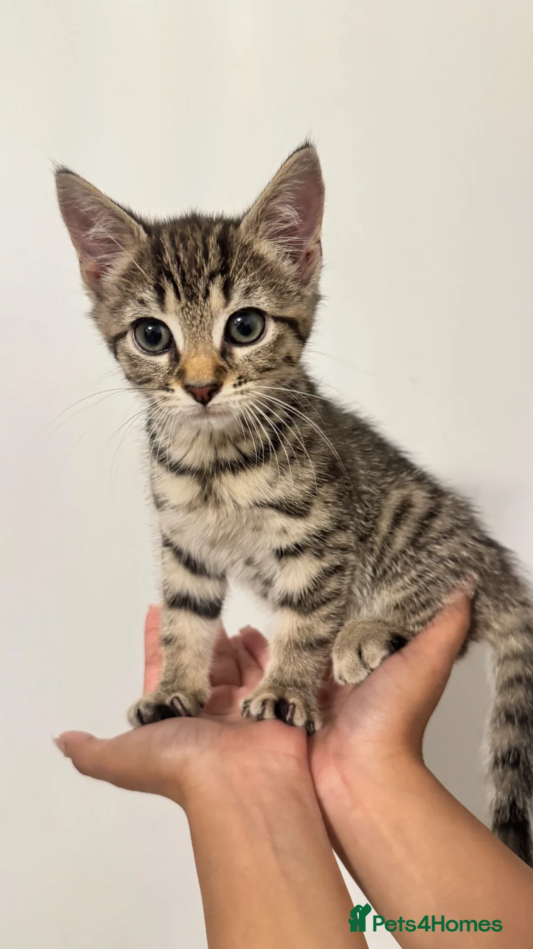 Mixed Breed cats for sale: Tabby Kittens - Advert 2