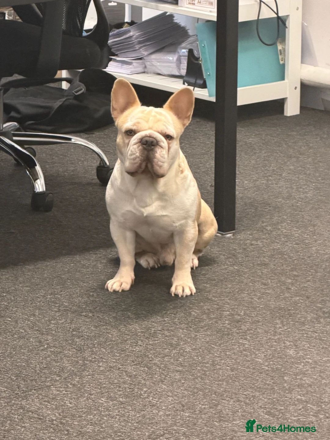 French Bulldog dogs for stud: French bulldog with Husky Background for stud  - Advert 2