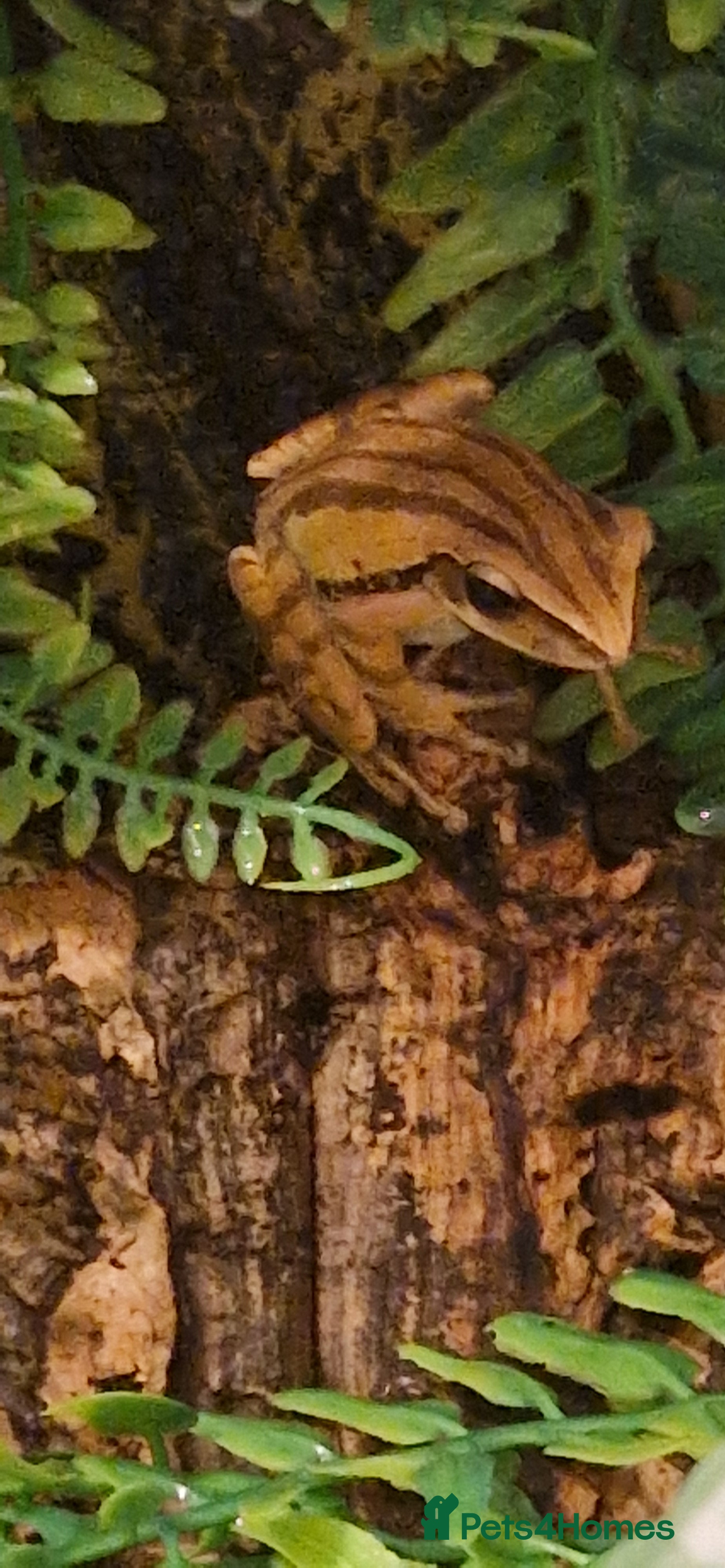 Frog reptiles 3 golden tree frogs  - Advert 1