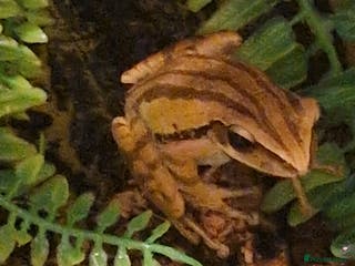 Frog reptiles 3 golden tree frogs - Advert 6