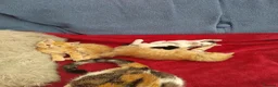 Mixed Breed cats for sale: 3 lovely boys looking for a great family - Advert 9