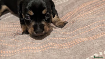 Dachshund dogs - Advert 4