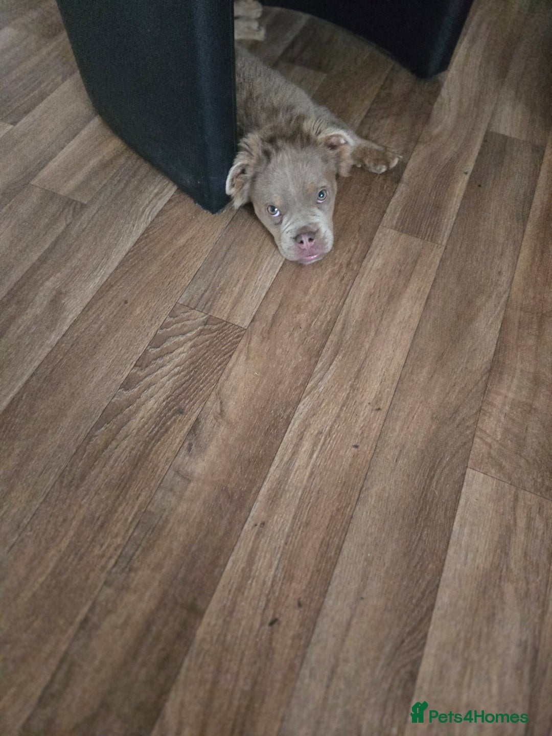 Olde English Bulldogge dogs for sale: Old english bulldoggee mammut/mammoth - Advert 23