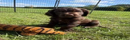 Sprocker dogs for sale: Fully Health Tested F1 Sprocker Spaniels - Advert 8