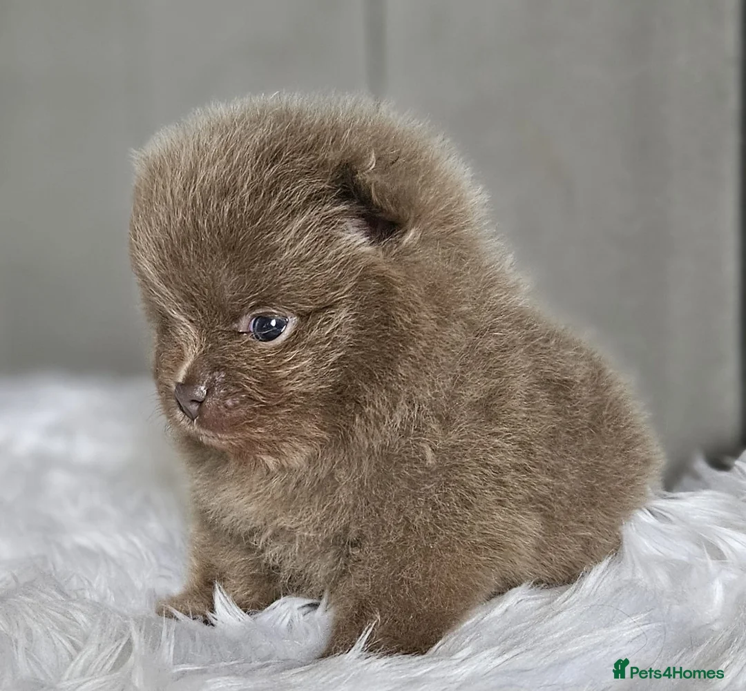 Pomeranian dogs for stud: Solid Lilac Tiny 1.8kg Stud Dog DNA health tested in Rotherham - Advert 18