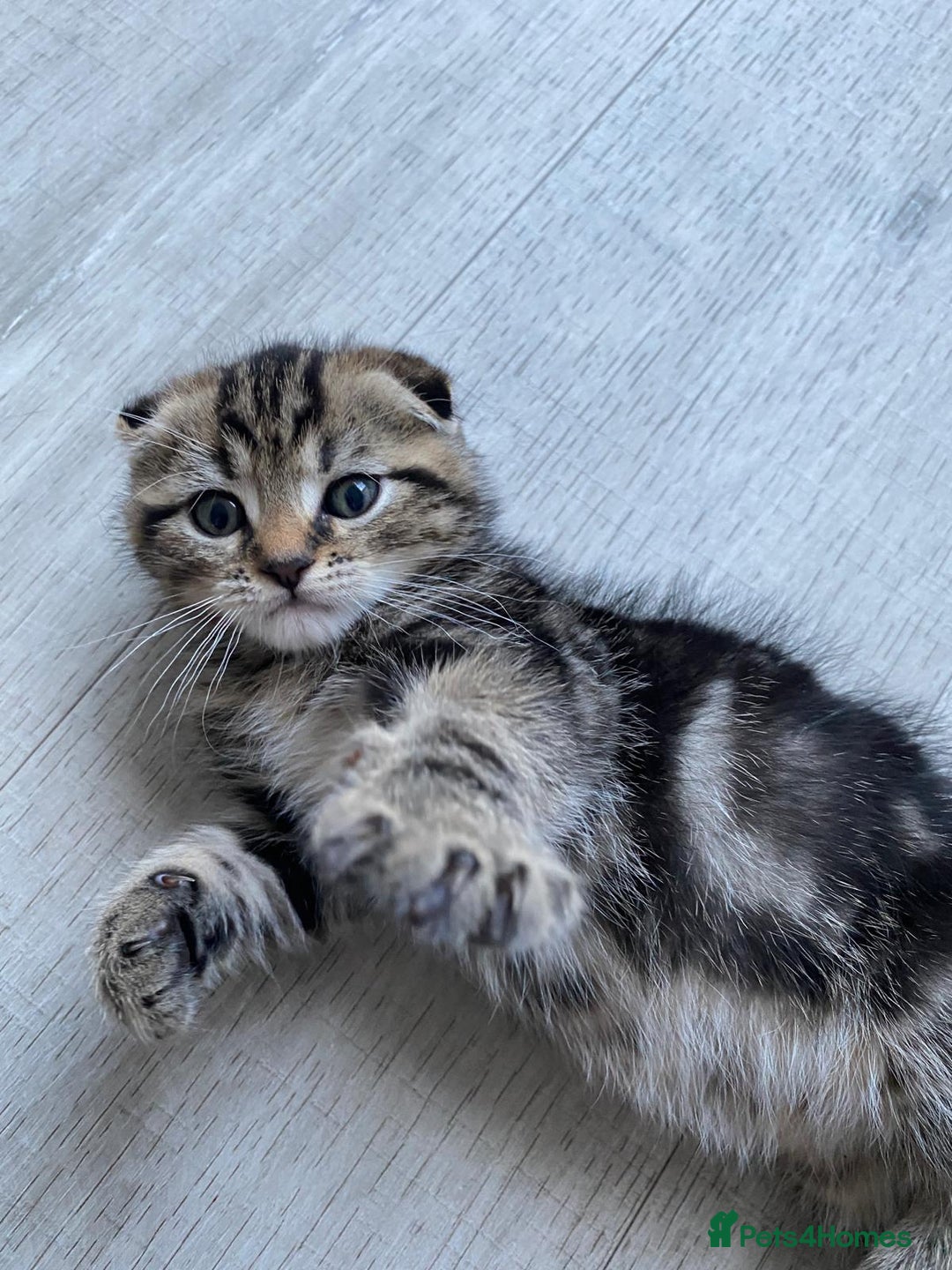 Bengal cats for sale: Bengal Scottish - Advert 1