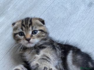 Bengal cats Bengal Scottish - Advert 7