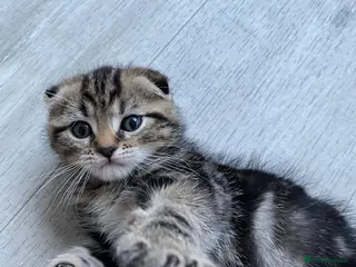 Bengal cats Bengal Scottish - Advert 5