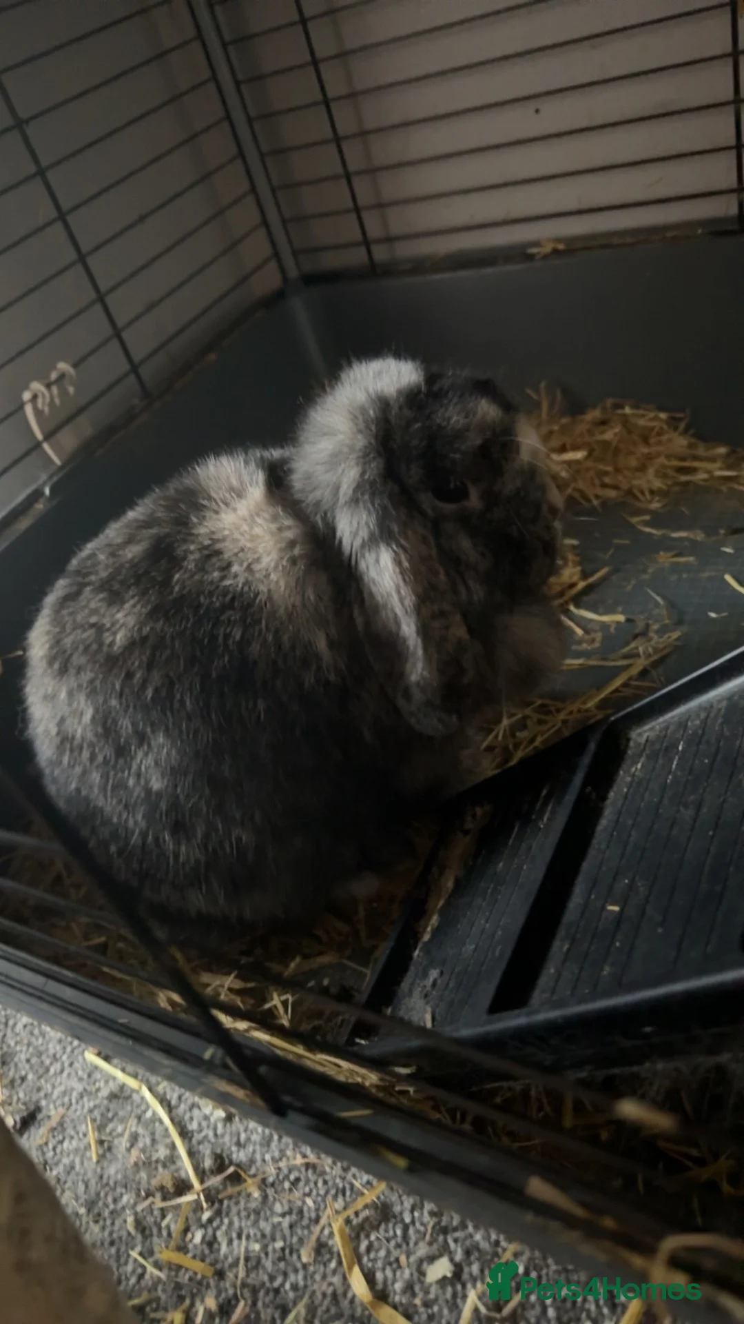 Mini Lop rabbits for sale: Mini lip bunny for sale in Houghton le Spring - Advert 7