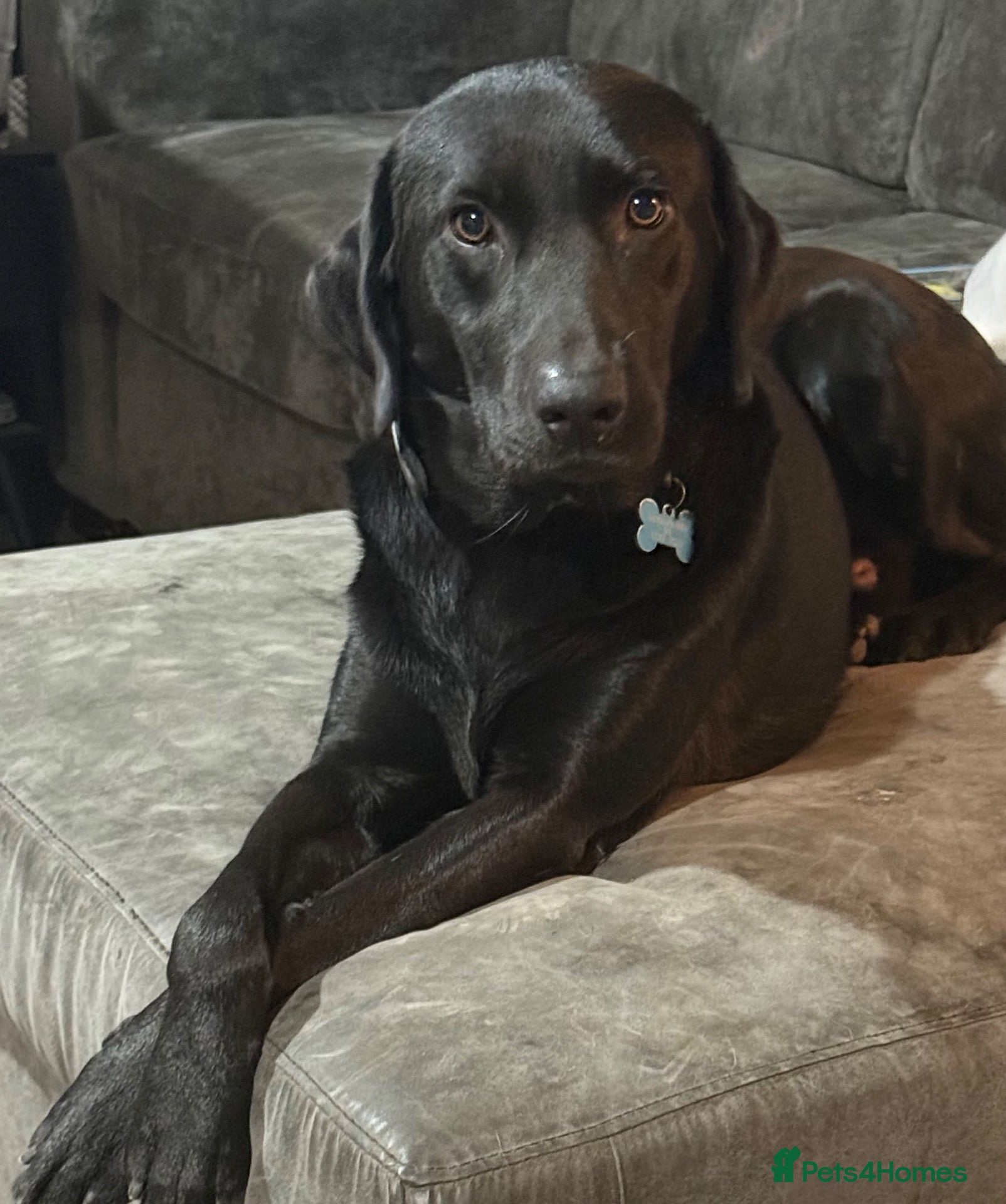 Labrador Retriever dogs 💙 Looking for the perfect home for Guinness 💙 - Advert 10