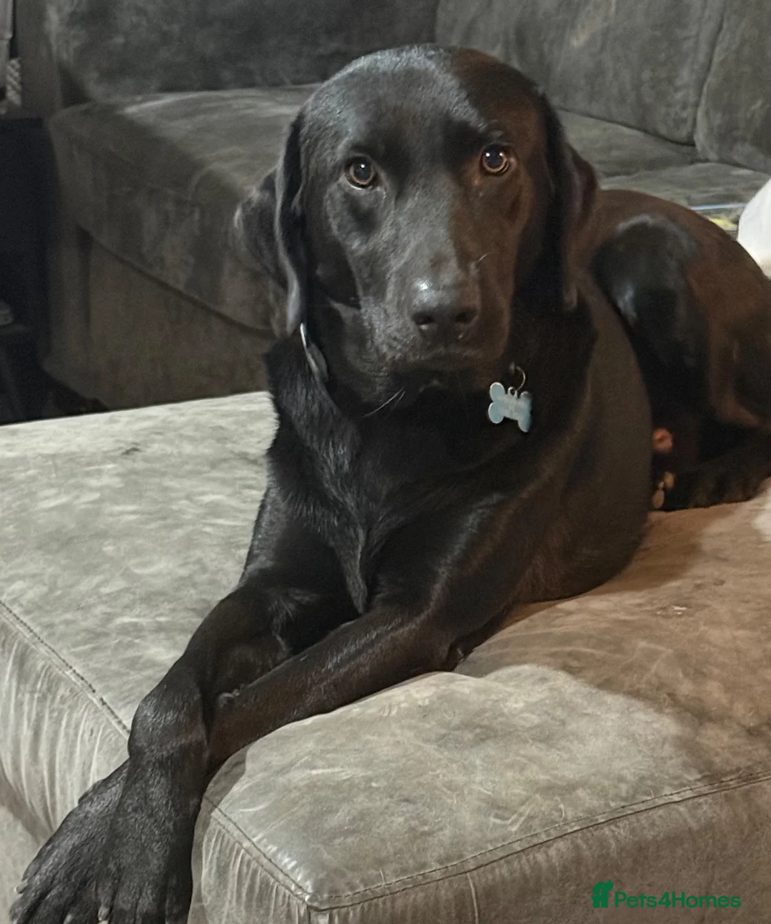 Labrador Retriever dogs for sale: 💙 Looking for the perfect home for Guinness 💙 in Stanford-le-Hope - Advert 1