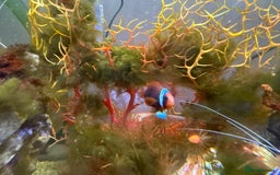 Other/Mixed Breed fish for sale: Full marine setup - Advert 5