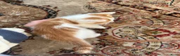 Turkish Angora cats for sale: Kittens for sale - Advert 6