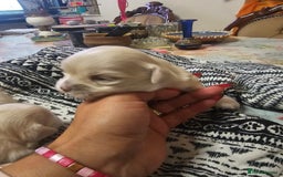 Maltese dogs for sale: 4 puppies bichons maltese - Image 28