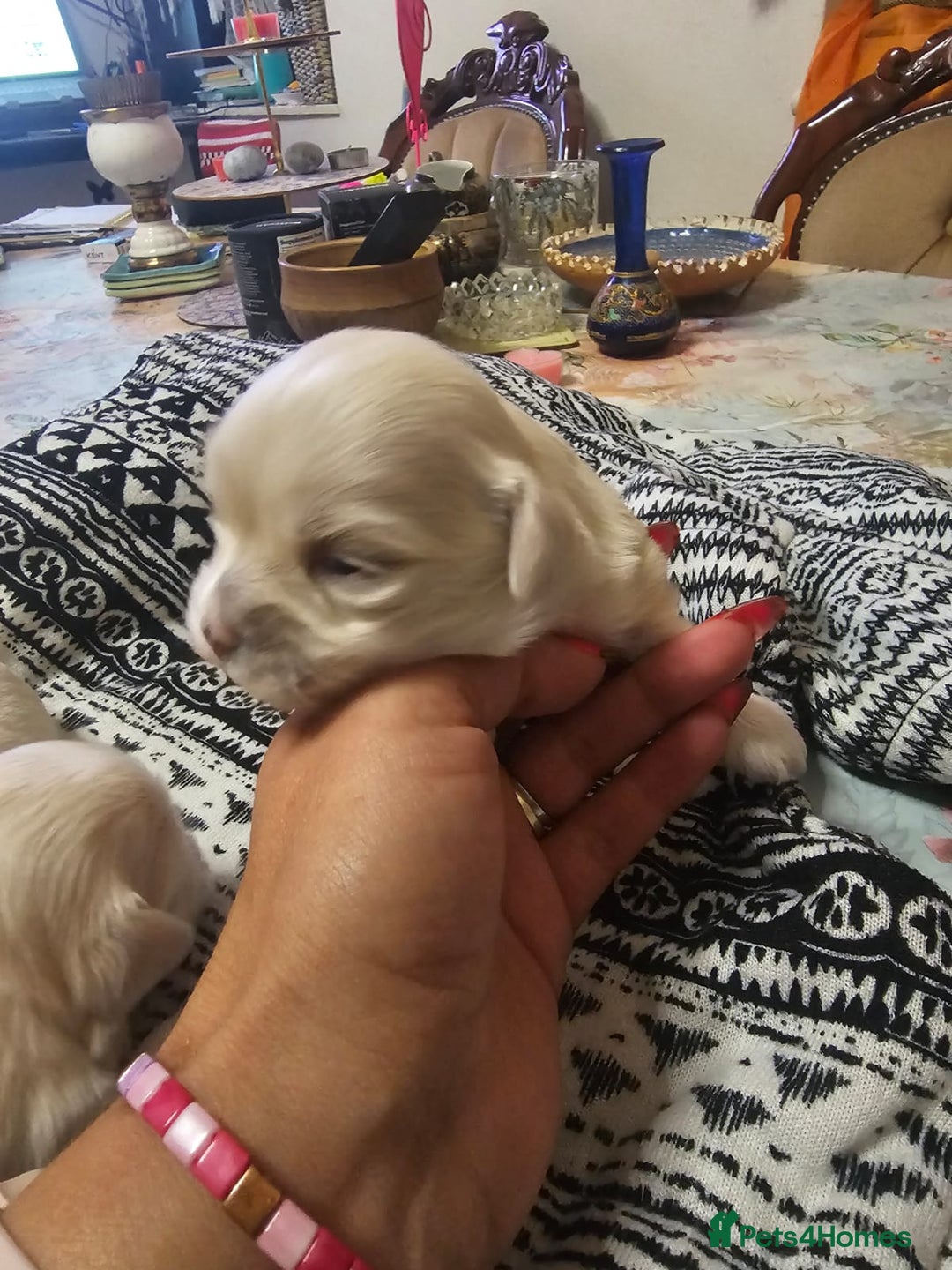 Maltese dogs for sale: 4 puppies bichons maltese - Image 28