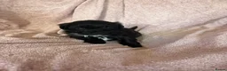 Havanese dogs for sale: Gorgeous litter of Havanese puppies. - Advert 22