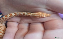 Snake reptiles for sale: Western hognose - red albino het snow - Image 4