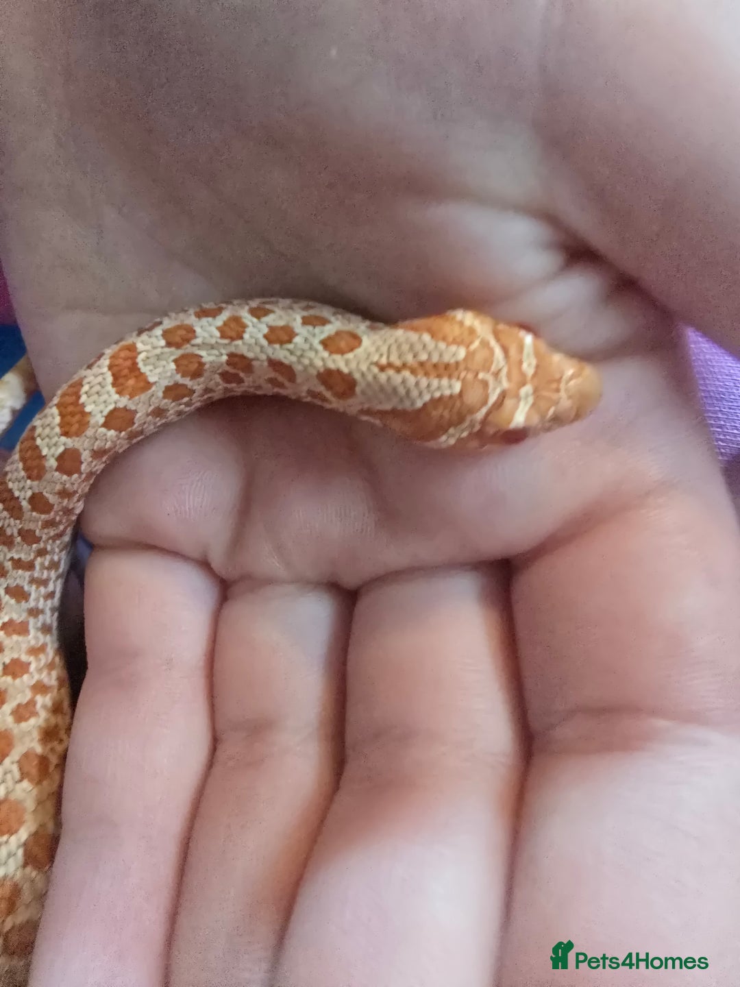 Snake reptiles for sale: Western hognose - red albino het snow - Image 4