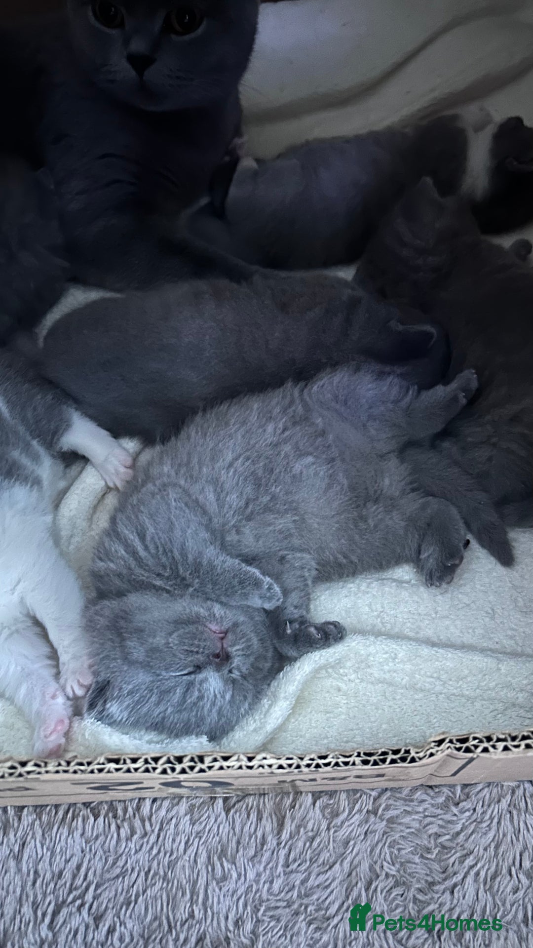British Shorthair cats for sale: 🧸✨6 Chunky British Shorthair Kittens For Sale✨🧸 - Advert 11