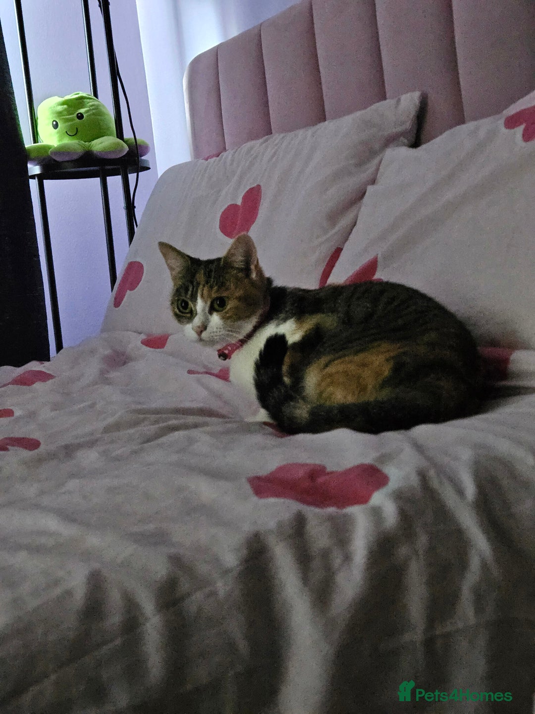 Mixed Breed cats for sale: Cute babies!😸😸😸 - Advert 14