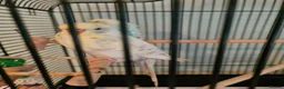 Budgerigars birds for sale: Budgies & Cages - Advert 2